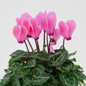 Cyclamen rose
