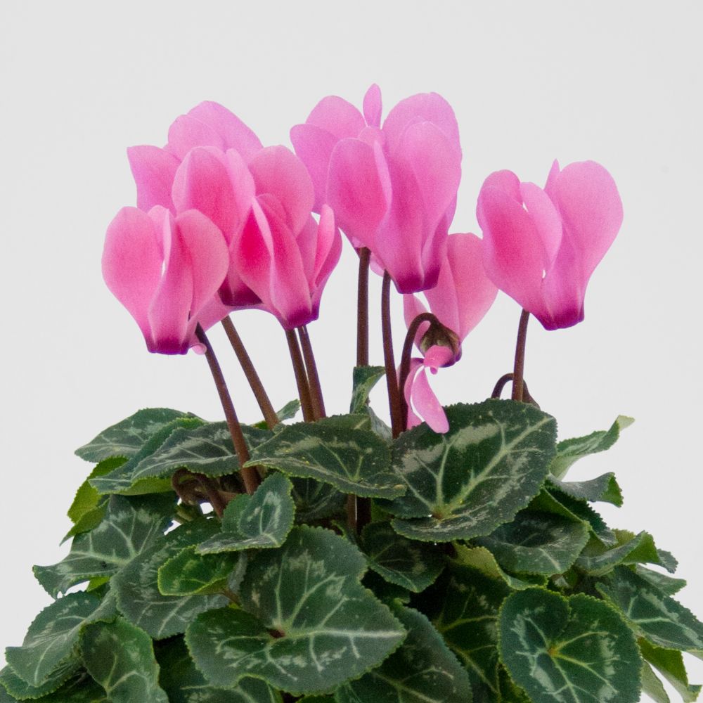 Cyclamen rose