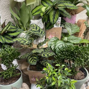 Plante verte surprise