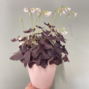 Oxalis pourpre