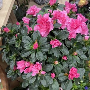 Azalée rose