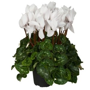 Cyclamen