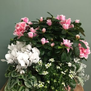 Coupe de plante