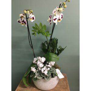 Blanc Végétal