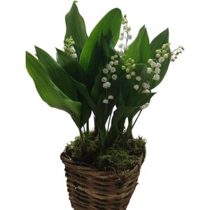 panier de muguet avec racine