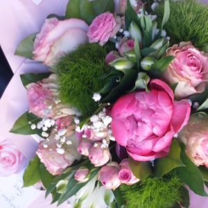 Rose Pivoine